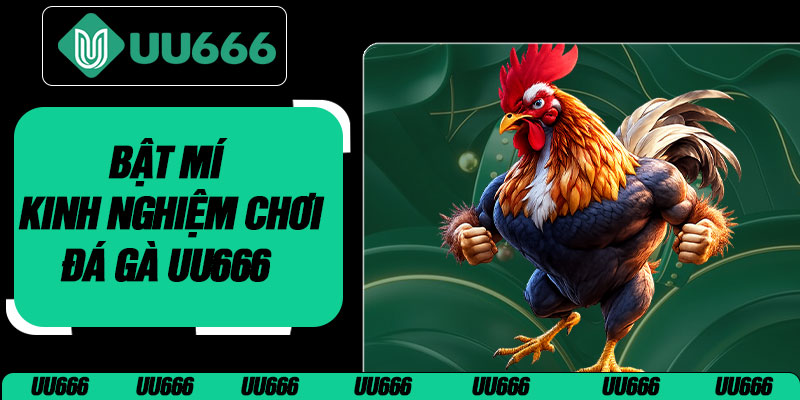 Bật Mí Kinh Nghiệm Chơi Đá Gà UU666