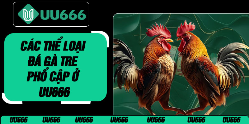 Các Thể Loại Đá Gà Tre Phổ Cập Ở UU666
