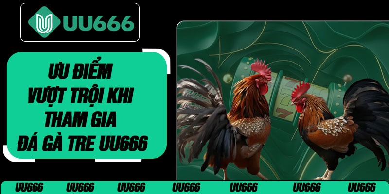 Ưu Điểm Vượt Trội Khi Tham Gia Đá Gà Tre UU666